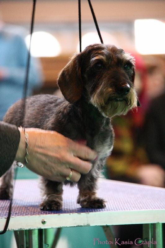 Crufts2011_2 1544.jpg